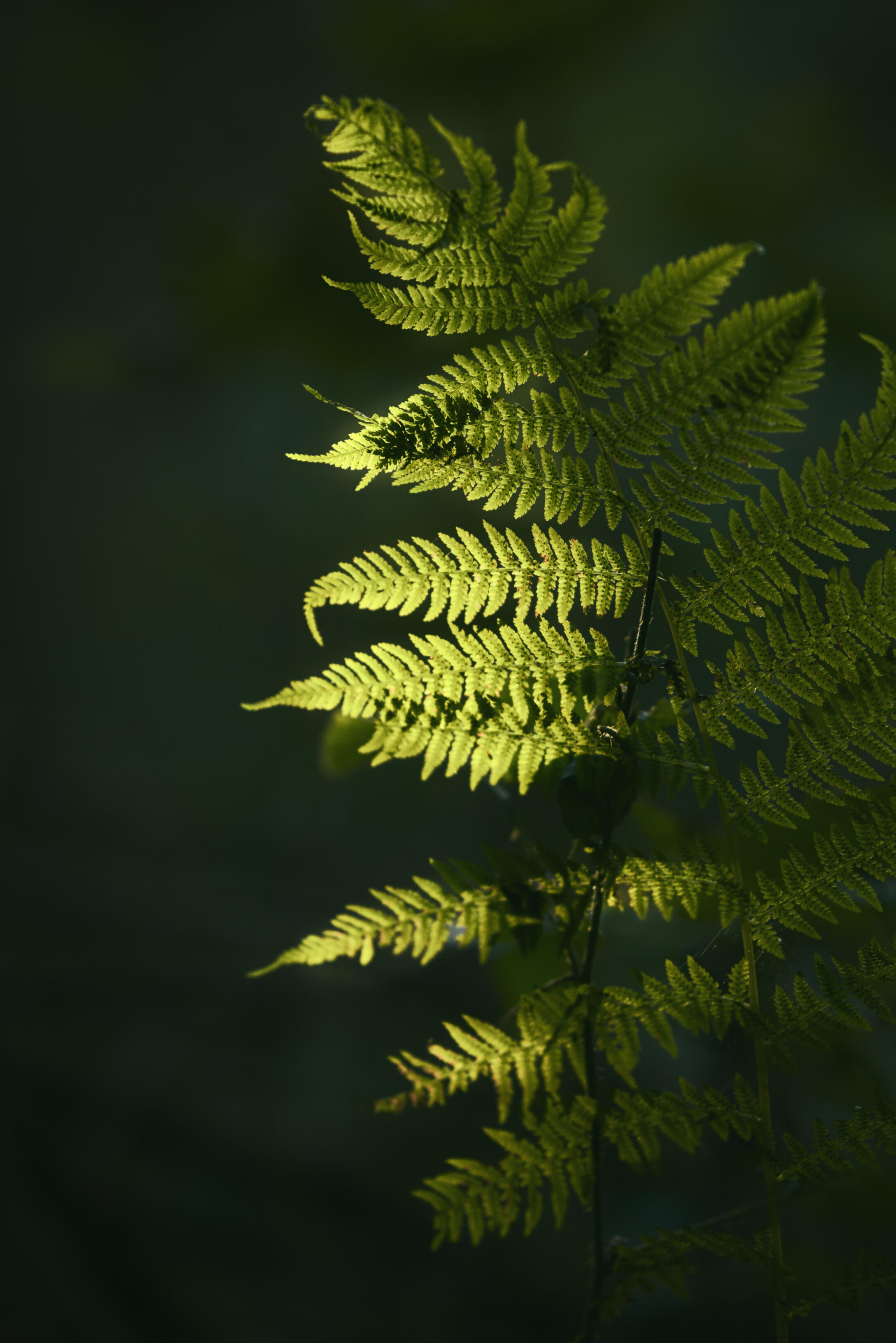 "Closeup shot of a green plant branch with a blurred dark:, by wirestock (https://www.freepik.com/author/wirestock)