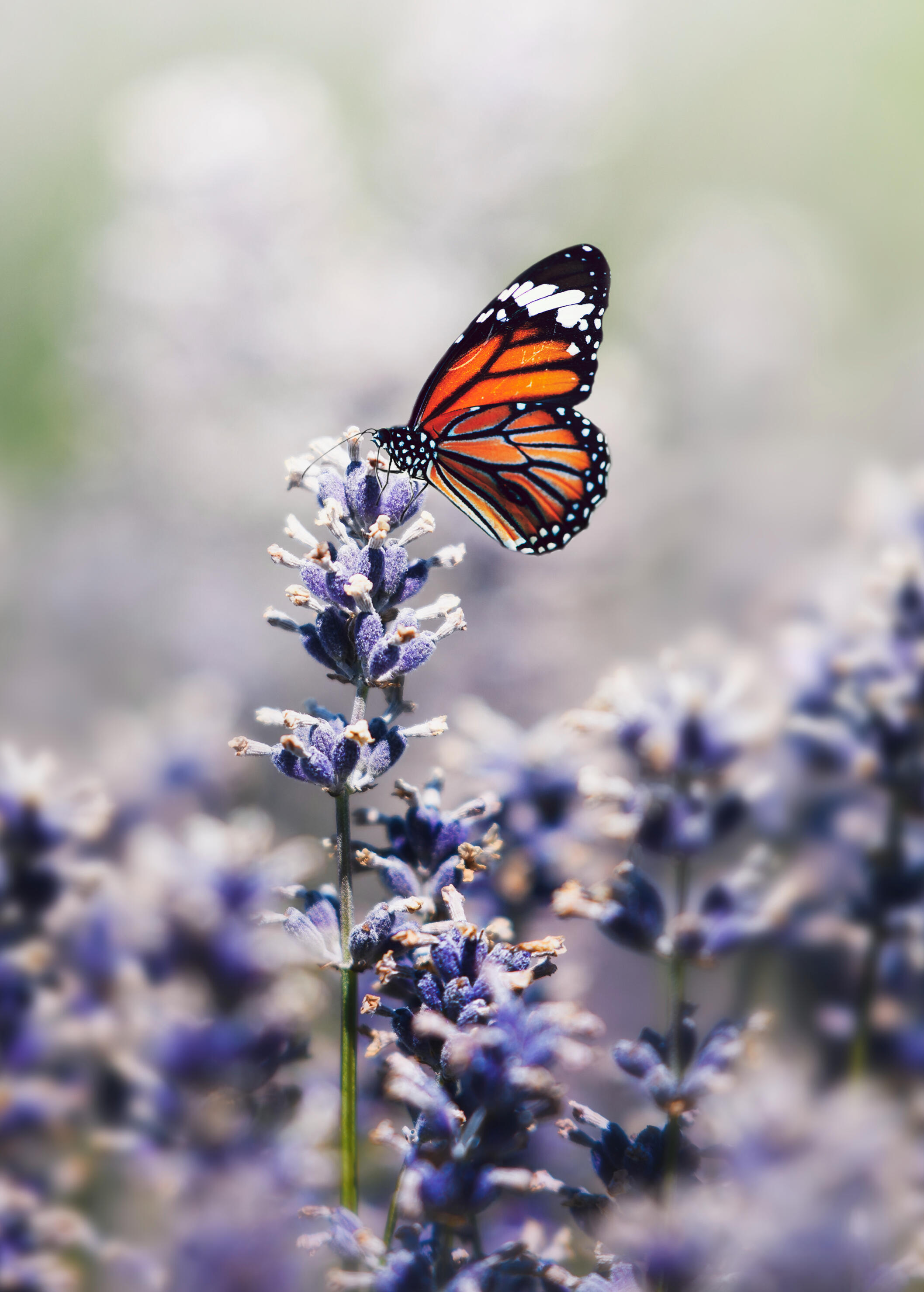 "Butterfly in the wild", by rawpixel.com (https://www.freepik.com/author/rawpixel-com)