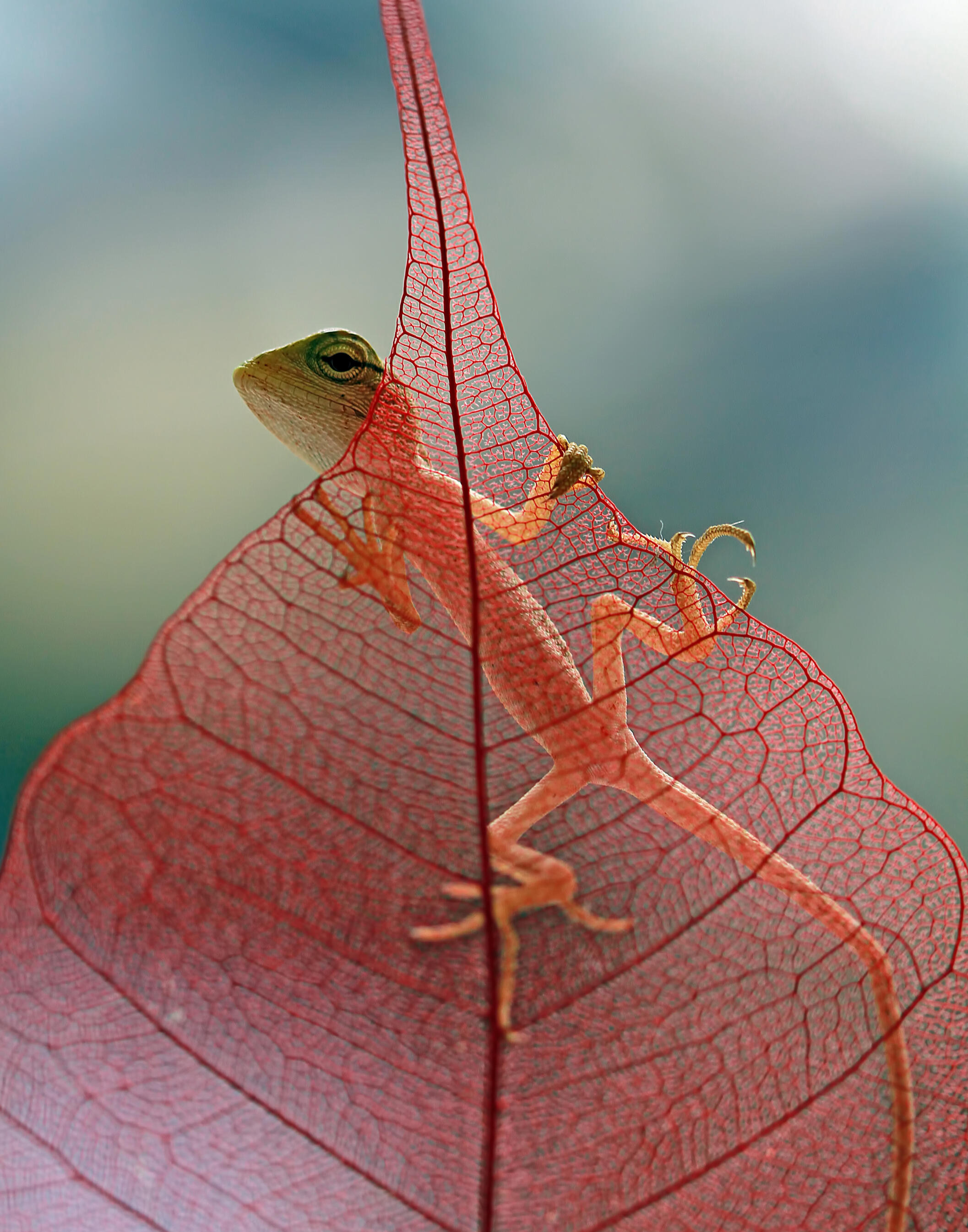 "Baby a londok calotes closeup dry leaves" by kuritafsheen77 (https://www.freepik.com/author/kuritafsheen77)